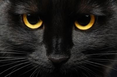 Fekete-macska